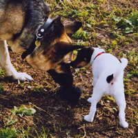 Jackie und Frida (lebt in DK)